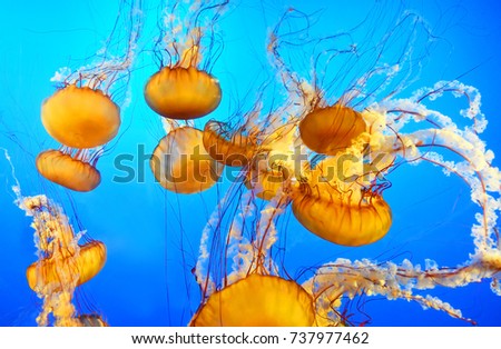 Beautiful jellyfish in aquarium Royalty-Free Stock Photo #737977462