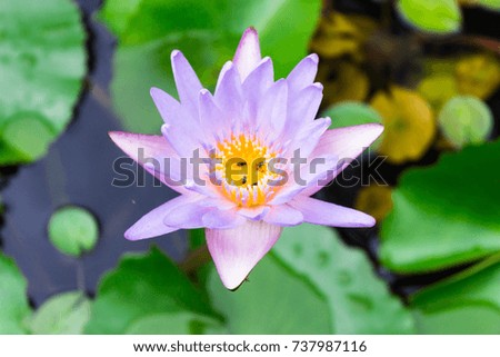 Lotus Flower with insects 