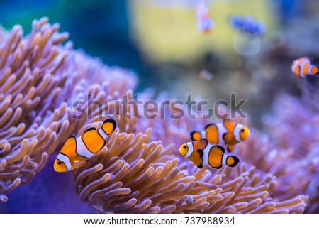 Anemone fish (Clown fish)with anemone,Sea anemone and clown fish in marine aquarium. Royalty-Free Stock Photo #737988934