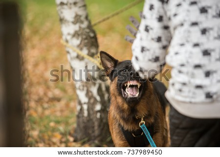 Portrait of angry show line German shepherd  Royalty-Free Stock Photo #737989450