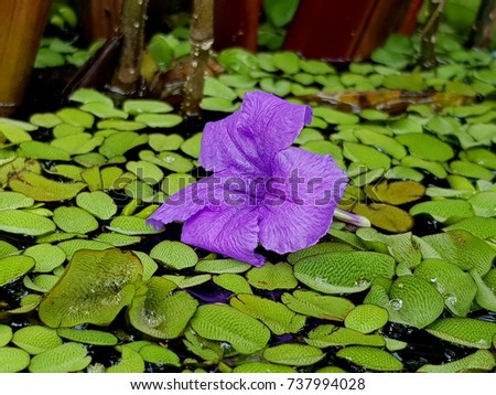 A purple flower drop on aquatic ferns, giant salvinia or kariba weed after rainy. 
Salvinia molesta,family Salviniaceae. 