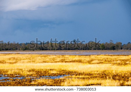 huge yellow grass and duckweed in a lake ,northeastern  of Thailand  with rain cloud  background  