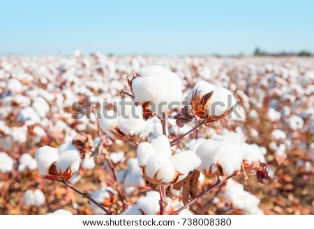 Cotton fields ready for harvesting Royalty-Free Stock Photo #738008380