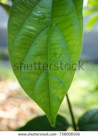 Rain Water Drop to Green Leaf