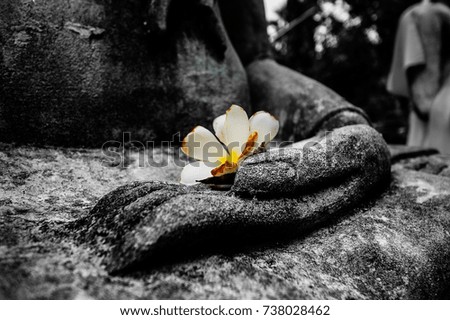 Frangipani flower in hand of buddha, black and white picture