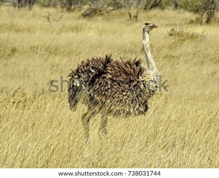 Family of ostrich on the African savannah on background of tall yellow grass. Namibia