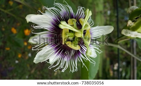Passion fruit flower Royalty-Free Stock Photo #738035056