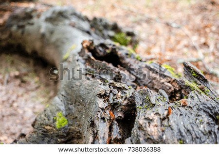 A fallen tree trunk resting over the ground covered by colorful leaves