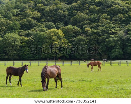 Racehorse grazing on the ranch in Urakawa Town, Hokkaido, Japan. The Hidaka district of Hokkaido is known as the place of production of competition horses in Japan.