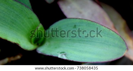 Green leaf on isolated background