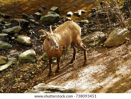 rocky mountain  bighorn sheep  ewe standing next to the south platte river  in waterton canyon,  littleton, colorado          