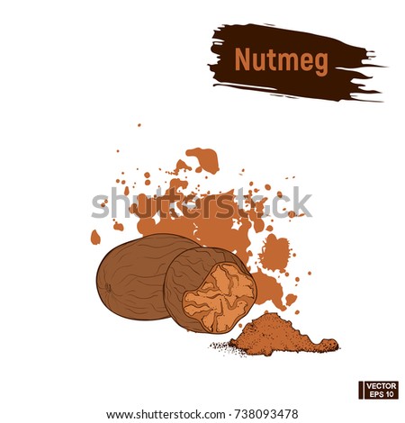 Vector image. Colored image of nutmeg. Imitation of ink hazelnuts sketch.
