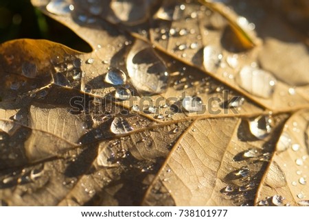 raindrops on autumn leaves