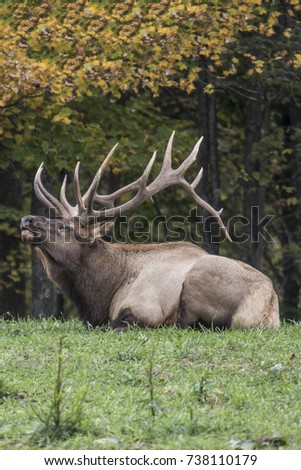 Bedded Bugling Bull Elk - Photograph take in Elk County, Elk State Forest, Benezette, Pennsylvania.