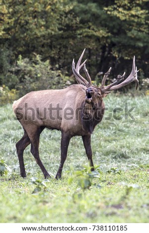 Bugling Bull Elk - Photograph take in Elk County, Elk State Forest, Benezette, Pennsylvania.
