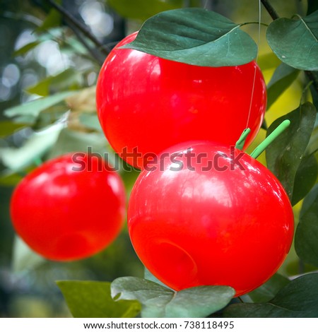 Apples from balloons in the branches of this tree. Modeling of balloons in the form of apples, design