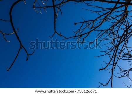 Silhouette tree branches with the sky as a background.