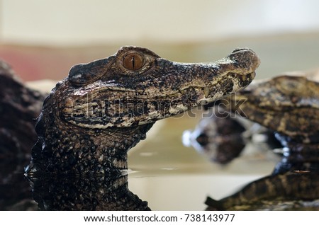 Small baby reptile crocodile