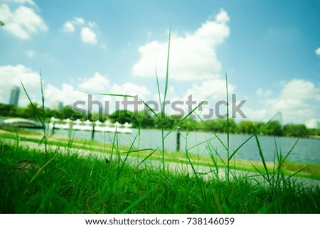 Nature Green Grass morning sun