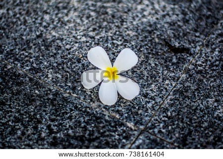 Plumeria fallen white and yellow on the background