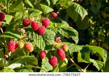 Closeup of raspberry branch with ripe berries in sunlight. Shallow depth of field. Copyspace.