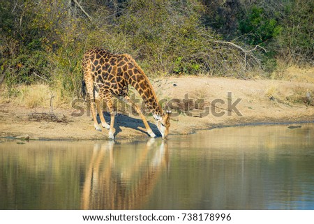 Giraffe bending over drinking water from lake