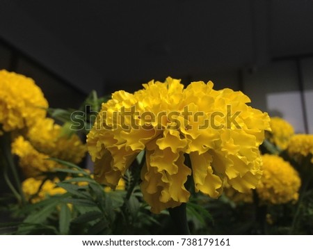 Marigold flower in the reign of King Rama IX, Asia