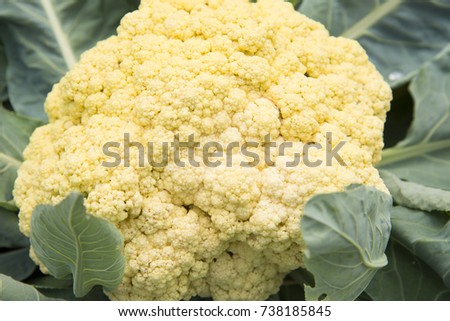 Cauliflower is grown and ready to harvest. Natural, pure product.