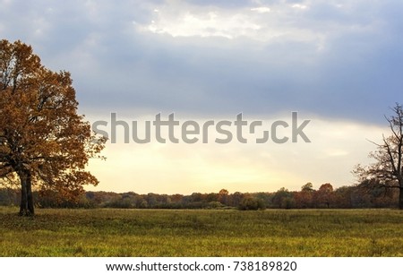 Autumn meadow on the sunset
