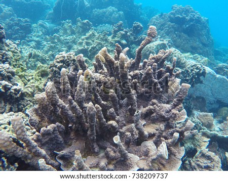 Under water of Thailand , Under water of koh chang , Underwater coral reef and shallow tropical fish