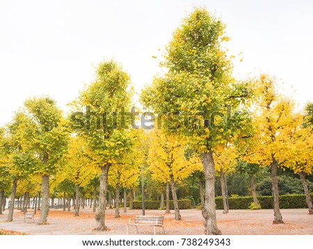 Color change of tree in the park of autumn season in Karlsruhe, Germany
