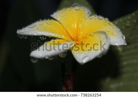 Plumeria flower on isolated background