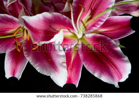Pink lilly flowers on black background