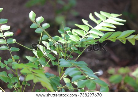 Curry leaf