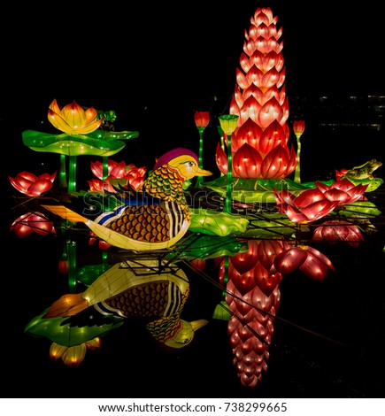 Lantern duck in pond