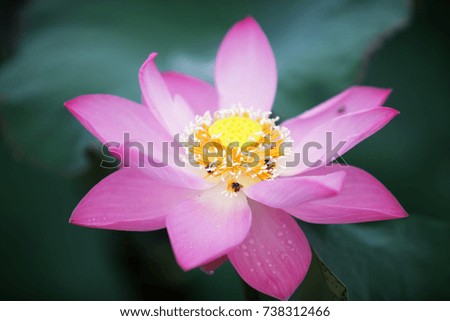beautiful lotus flower blooming in pond as background.