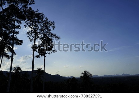 The big tree on the mountain or hill and blue sky . silhouette tree with blue sky.