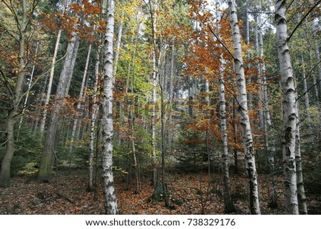autumn trees