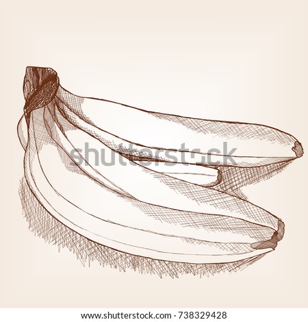 Fruit bunch of bananas sketch style raster illustration. Old engraving imitation. Hand drawn sketch imitation
