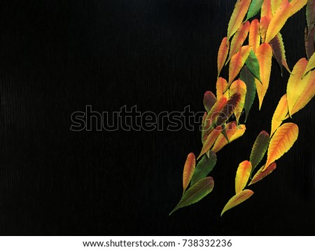 Dark black background with colorful autumn leaves and copy space.