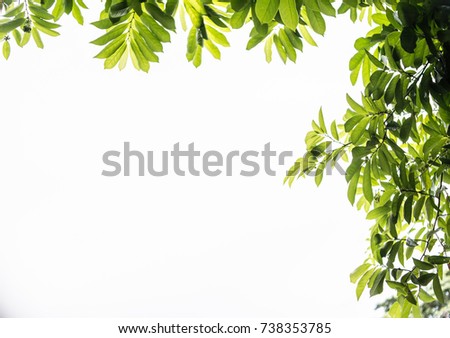 Frame Of Fresh Green Leaves Royalty-Free Stock Photo #738353785