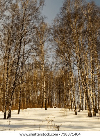 Winter landscape with birch by grove on background blue sky