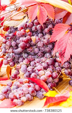 Autumn garden home decoration composition with grape and leaves i the basket. Fall yard decor on the table or other zone