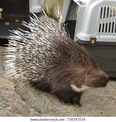 Indian crested porcupine (Hystrix indica), or Indian porcupine near Transport Crate. Moscow, Russia