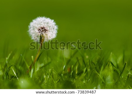 white dandelion on a green meadow close up