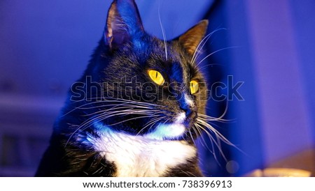 Black cat on a blue background. White fur breast and yellow eyes.