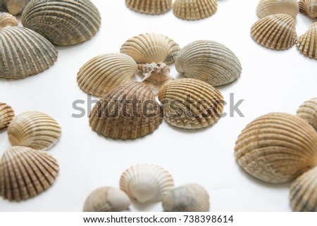 British Cockle shell on white background set up as flowers, Large cockle clam shell set up as flowers