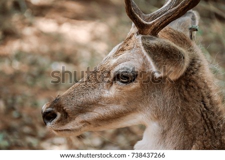 The head of brown deer  with closeup face and blur background. 