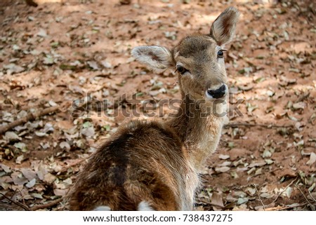 The portrait close-up a brown deer is looking back and standing in the forest with blur background.