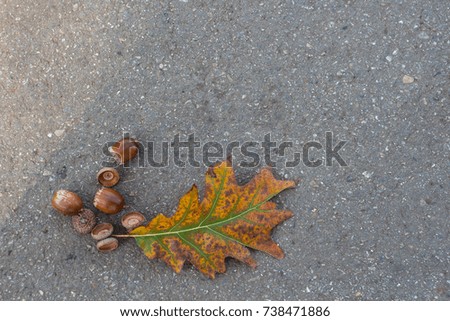 autumn oak leaf with acorns on the texture of asphalt. a place for a label. autumn composition.